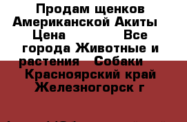 Продам щенков Американской Акиты › Цена ­ 25 000 - Все города Животные и растения » Собаки   . Красноярский край,Железногорск г.